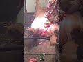 castrating a pig ￼