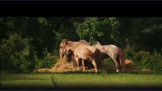 Friends mourn beloved Montgomery County horseman killed in his home