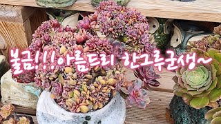 2월24일 ㅡ정원다육ㅡ 불타는 금요일~  정원댁은 국민이 흙놀이에 정신없이하루가네요.  정원댁010.7370.2040