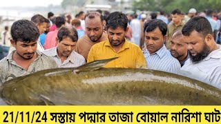 কতটা সস্তা তাজা বোয়াল মাছ বিক্রি হলো দেখুন। ঢাকা দোহার নারিশা ঘাট। Padma river fish market