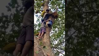 ପଣସ ଗଛରେ କଣ ଫଳିଛି ଦେଖ🤭Jackfruit plucking#naresh life Tech#plz#like #subscribe #channel 👍