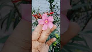 #beautifulflower🌺 🌺 #nature #ytshorts #viralshorts18/1/25