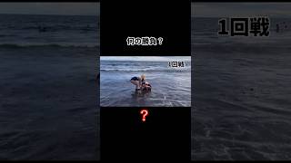 【大相撲大会〜負けられない戦い】#youtubeshorts #海 #beach #相撲 #sumo #summer #ビキニ