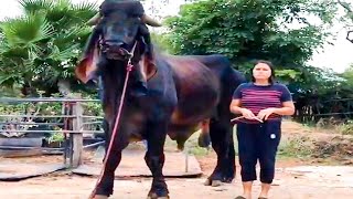 Huge bulls of Indu Brazil breed in Thailand