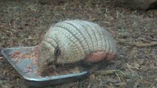 お食事するムツオビアルマジロ　Six-banded armadillo　06 11 16