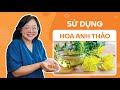 HOA ANH THẢO AI NÊN SỬ DỤNG? TẤT TẦN TẬT VỀ ĐỐI TƯỢNG SỬ DỤNG HOA ANH THẢO | DR CHUBBY #bschubby