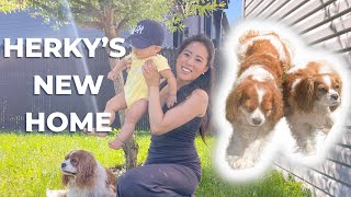 HERKY'S NEW HOME! // Our Montreal Suburb Family Home Tour