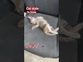 so funny cat بلی کا سٹائل چیک کرو shortsfeed funnyvideos prank funnyclips comedyvideos