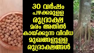 30 വർഷം പഴക്കമുള്ള രുദ്രാക്ഷ മരം അതിൽ കായ്ക്കുന്ന വിവിധ മുഖങ്ങളുള്ള രുദ്രാക്ഷങ്ങൾ | Rudraksham