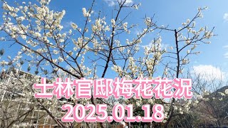 士林官邸梅花花況－2025.01.18