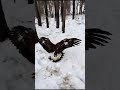 golden eagle. Беркут мастер по маневрированию