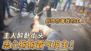 男子醉倒在街頭，忠犬化身保鏢拼命守護，路人隨即拍下感動一幕！【驚心動魄 小狗 救援 感動 勇敢 淚目 忠心】