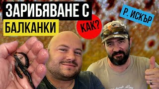 КАК да зарибяваме с БАЛКАНСКА ПЪСТЪРВА? На река Искър с Аделин Тотев без риболов. Trout Stocking