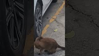 與暹羅貓相遇在呵叻府佛寺/Siamese Cat Encounter At Korat Temple