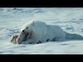 Canada's White Wolves Ghosts Of The Arctic  4K Wildlife Documentary  Real Wild