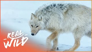 Canada's White Wolves: Ghosts Of The Arctic | 4K Wildlife Documentary | Real Wild