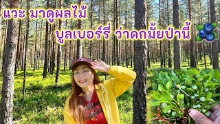 ผลไม้ดกจริงๆค่ะ ปีนี้ ป่าไหนก็ดก 2022 (สำรวจป่า 🫐🌿🇫🇮) บูลเบอร์รี่ป่า