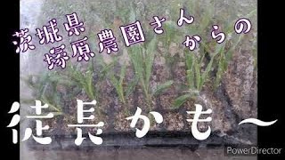 20/03/17(火)家庭菜園茨城県塚原農園さんから頂いたトウモロコシ「白い恵味」の様子