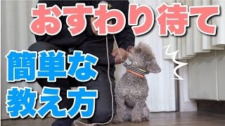 【トイプードル多頭飼い】正しいお座り・待ての教え方！今すぐできる簡単な犬のしつけ