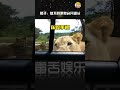 狮子：泥嚎，我的罐罐~~ 狮子 万万没想到 动物成精系列 shorts