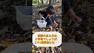 トトロを愛する2歳児がどんぐりを拾いまくる#こども #となりのトトロ