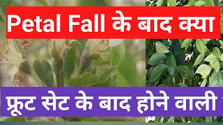 # Petal Fall के बाद क्या ???