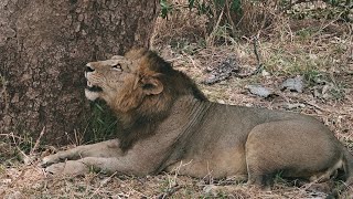 Tarangire Safari in a day (Extremely close Lions \u0026  Elephants)