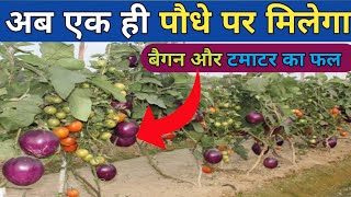 एक ही पौधे पर बैगन और टमाटर का फल कैसे लें|Brinjal and tamato grafting|Tamato grafting on eggplant