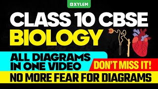 Class 10 CBSE Biology | All Diagrams in One Video - Don't Miss It! | Xylem Class 10 CBSE