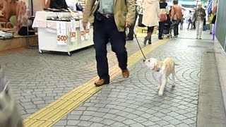 【盲導犬候補生響号 50】 西鉄久留米駅を歩く！