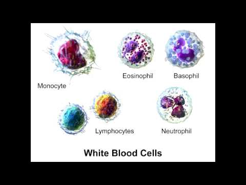 Leukocyte - Overview - YouTube