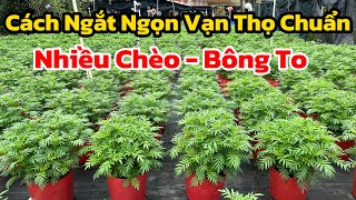 Cách Ngắt Ngọn Hoa Vạn Thọ Được Nhiều Bông - Bông To Và Bung Chèo