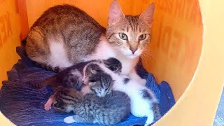 Newborn hungry kittens asking for milk from mother cat, very cute
