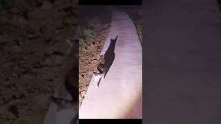 Funny cat | cute cats and dogs reaction animals doing funny things #funnycats #shorts #cats #413