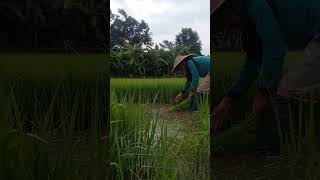 Beginilah kesibukan petani saat mau tanam padi #petani #petanimuda