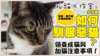 [Lwoavie Cat Studio] How to tame evil cats? (Precautions for adopting and adding cats)