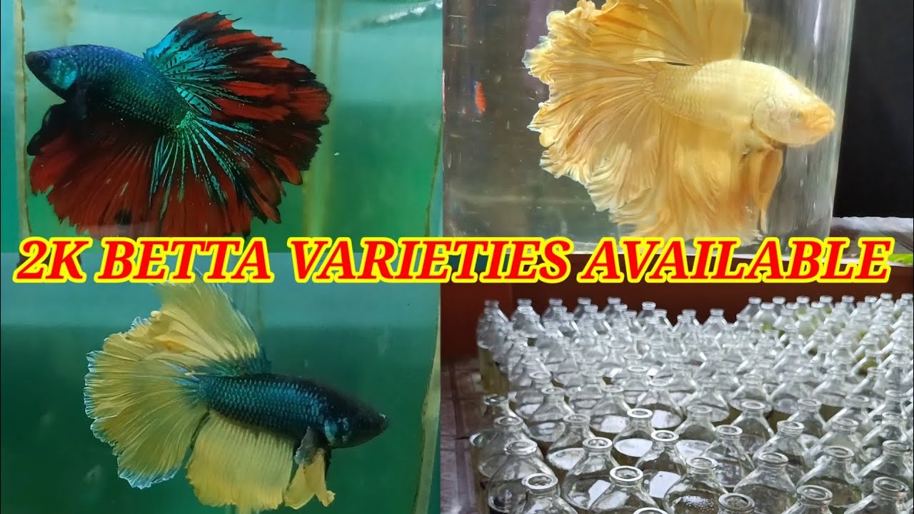 EXOTIC BETTA FISH SHOP IN INDIA🐕IMPORTED BETTA FISH FOR SALE IN KOLKATA ...