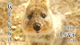 Friendly cute Quokka / 귀엽고 호기심 많은 쿼카들