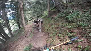 Neustift Elferbahnen, Einseinser trail 18-07-2024, trail cows, slowly bricking gopro, failing brake