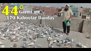 Khalifa Bholu Qureshi K  170 Kabootar Garmi me Daudtey Huye | Delhi Ki Kabutar bazi