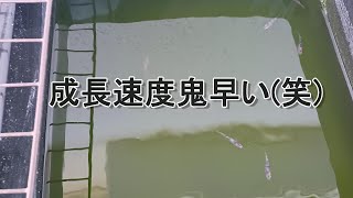 【メダカ飼育水】我が家のメダカは1か月少しで産卵します！