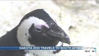 Dakota Zoo sends staff to learn about African penguin conservation