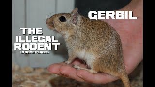 10 Gerbil Facts - The Mongolian Desert Rat - Animal a Day G Week