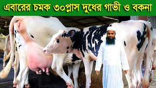 কাশেম ডেইরির চমক 30প্লাস দুধের গাভী ও বকনা dairy farm