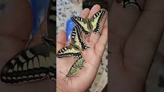 Old world swallowtail / Papilio machaon #shortvideo #status #short #shortsvideo