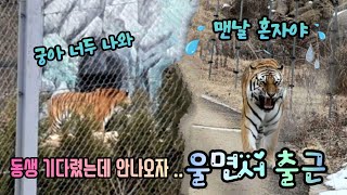 [2025,1,26] 문앞에서 동생 기다려도 안나오자 울면서 출근하는 오빠 호랑이 태범