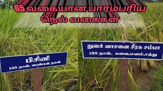 பாரம்பரிய நெல் ரகம்| 65 வகையான பாரம்பரிய நெல் வகைகள்|traditional paddy seeds | பழைய  கால நெல் ரகம்