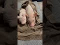 お昼寝するブタ！pig taking a nap マイクロブタ　ミニブタ