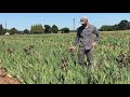 reblooming bearded iris