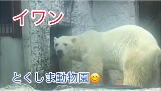 2020年7月22日🌈家に入りたい　しろくまイワン〔とくしま動物園〕polarbear